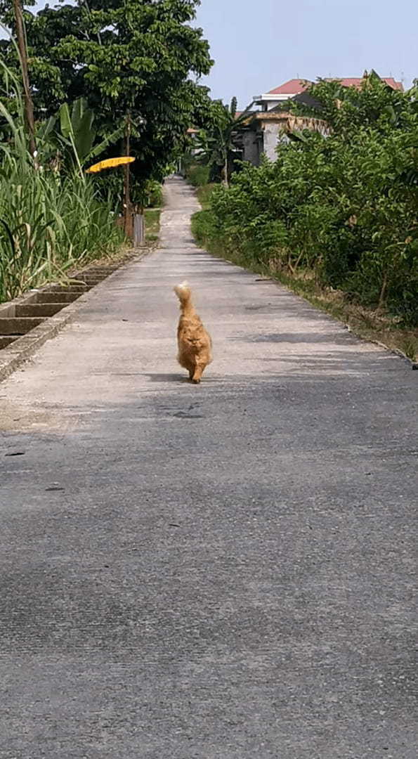 一直線に駆けてくる猫。撮影者さんの懐にダイブしてくれる勢いでしたが、萎えて足を止めるほどの横やりを入れられてしまいました・・