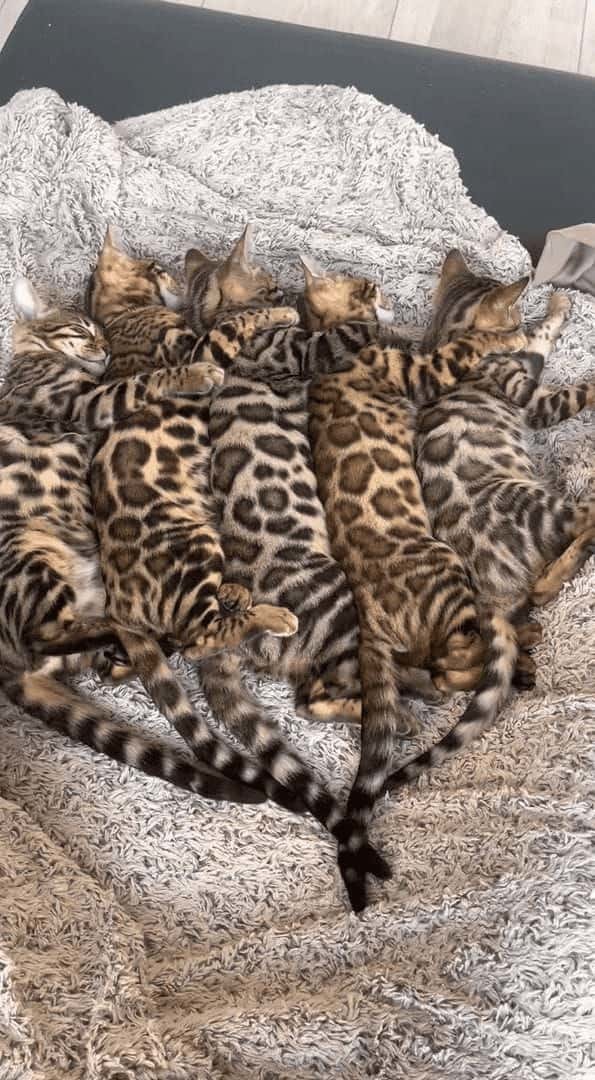 なかよく寝ているベンガルキャットの子猫たち。5匹が並んで寝ている姿が天使のようなかわいさ！！【海外・動画】