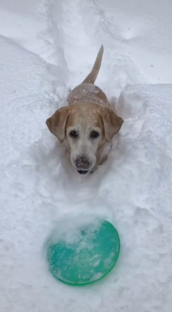 もう1回！雪の中にフリスビーを取りに行った愛犬はまだまだ遊びたい！！【アメリカ・動画】