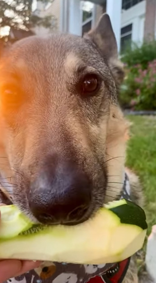 独特の食感がお気に入り？おやつをもぐもぐする愛犬。夢中になって口にしているその食べ物とは？！【アメリカ・動画】