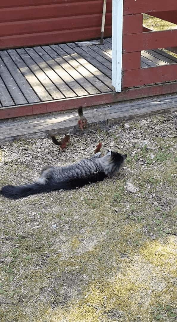 猫の遊び相手はリス！？飛びかかってきたお友達をギュッと抱きしめて猫は満足そう！！【海外・動画】