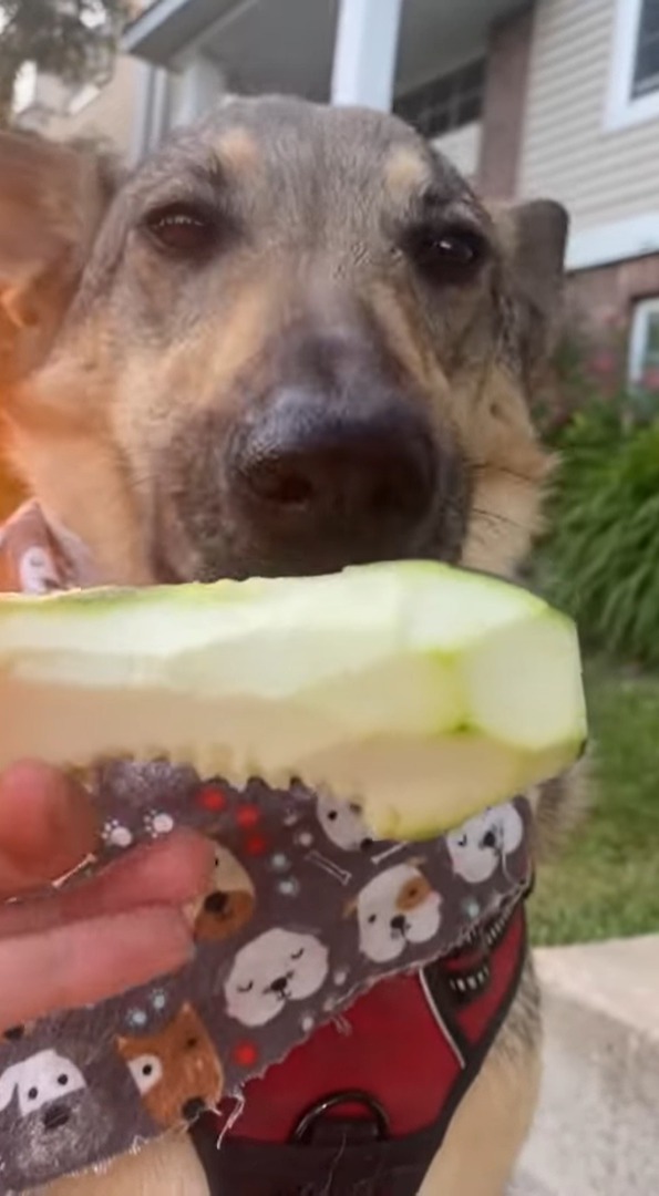 独特の食感がお気に入り？おやつをもぐもぐする愛犬。夢中になって口にしているその食べ物とは？！【アメリカ・動画】