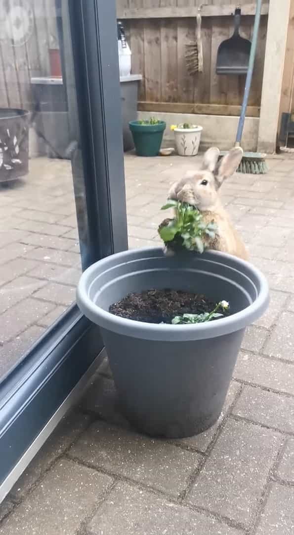 ウサギは植木鉢でいい感じのごはんを発見！！しかもつついていたら、根っこごとゲットできたので大喜び！！【海外・動画】