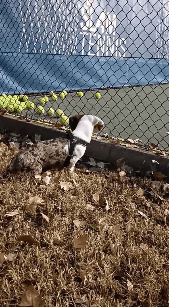 コートの隅に寄せられていくテニスボール。それを見て犬は全部欲しくなっちゃった！！【海外・動画】