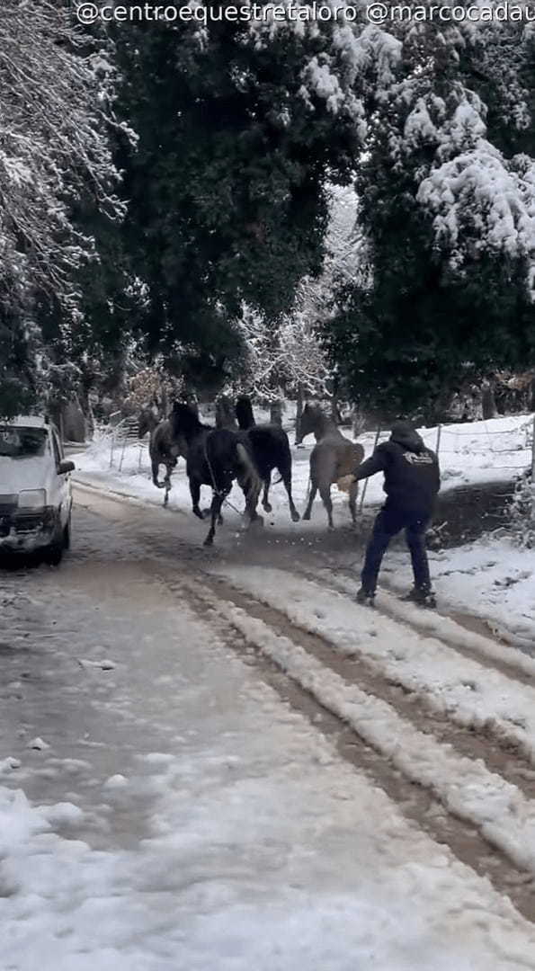 雪が積もった後、外を駆ける馬。その後ろにはスキーに乗って曳いてもらっている男性の姿が！【海外・動画】