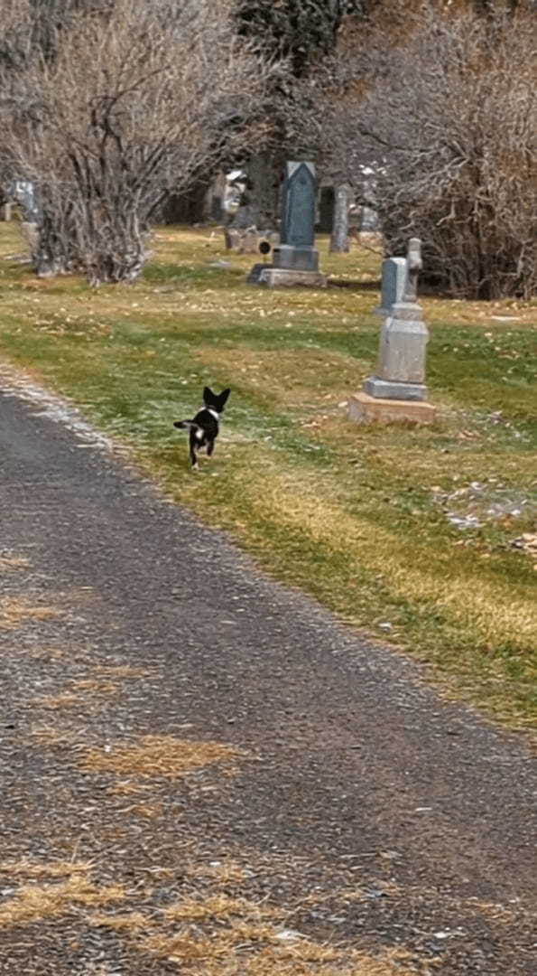 元気に走り出した子犬・・が慌てた様子で戻ってきた！その理由とは？？【アメリカ・動画】