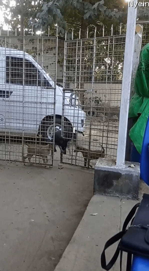 外から帰って来た愛犬とそのお友達。まさかの方法でゲートを開けて家に入ってきましたよ！！【海外・動画】