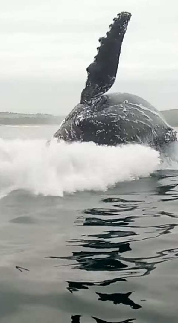 船釣りを楽しんでいたら、そのすぐ後ろでなんとクジラがジャンプ！船のそばには他のクジラも接近していました！！【海外・動画】