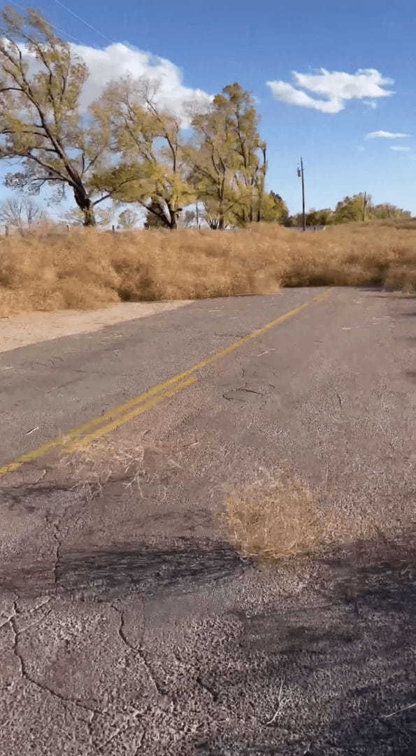 強い風に煽られるように道路に姿を見せる枯れ草。西部劇で見たような光景ですが、タンブルウィードと呼ばれる「ある特性」のある植物なんです！！