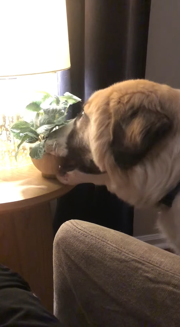 今日は癒やされたい気分？寝ようとしていた愛犬が、窓際に置いてあった植木鉢を持って行ってしまいました