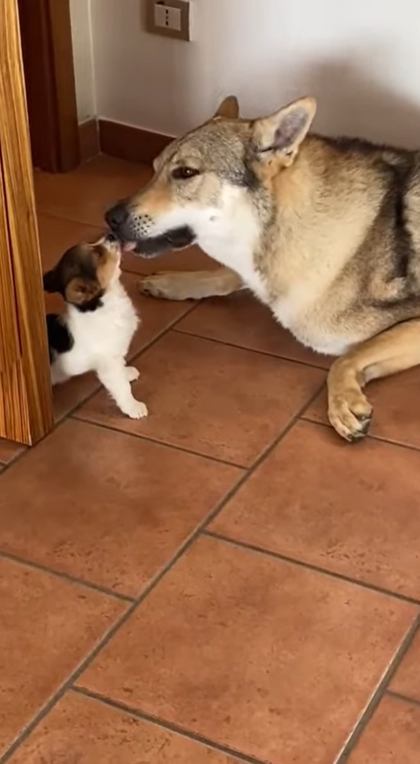 そばにいた犬の耳をグルーミングする子犬。ところがペロペロするどころか、ついパクっとしちゃって・・！！