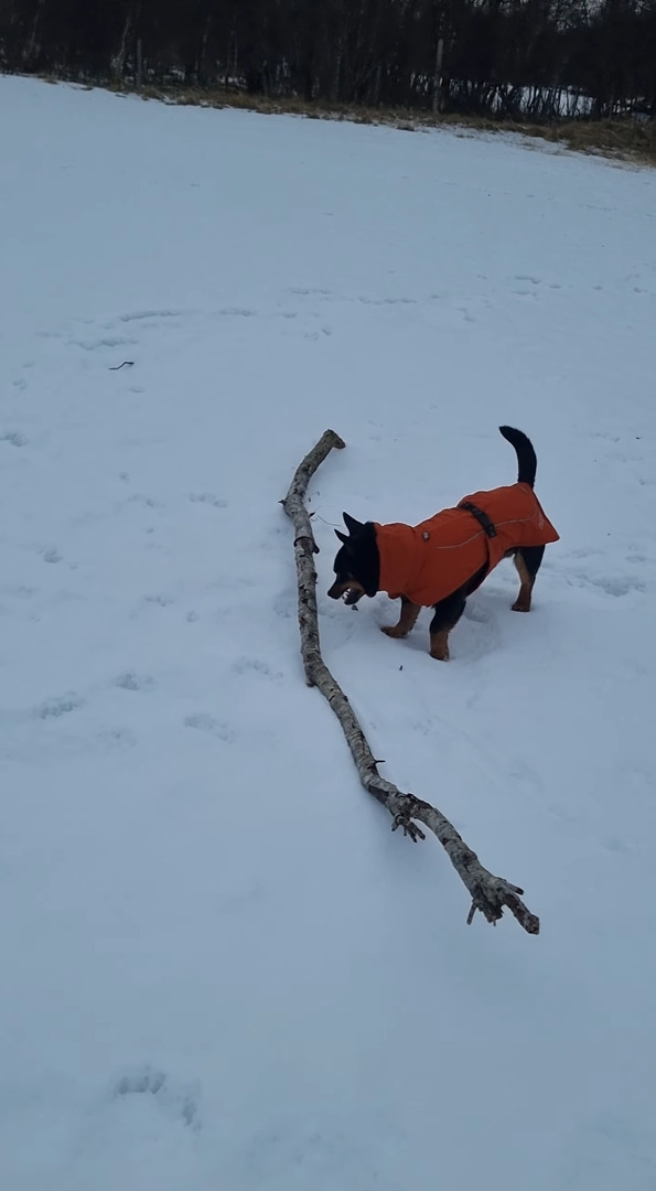 雪原で大きな木の枝を見つけた犬。気に入ったので持ち帰ろうとしますが・・、大きすぎるし足元は不安定だしで運ぶのが大変そう！！