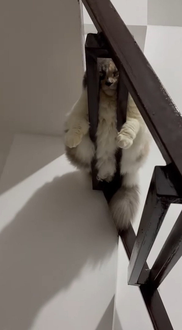 ロフトへの階段で突っ伏している猫。お昼寝しているのかと思い下から覗き込むと、あらビックリ！！【海外・動画】