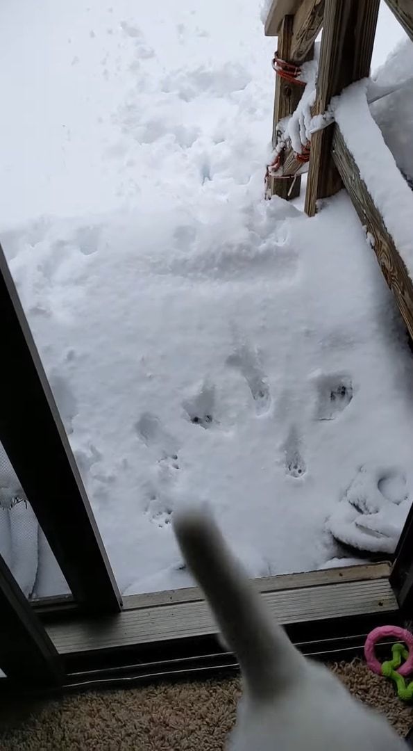 雪へ飛び込むのが初挑戦の猫。お家の外へと飛び出し庭へと駆け出るも・・・、寒すぎて外にいるのは無理だったようです