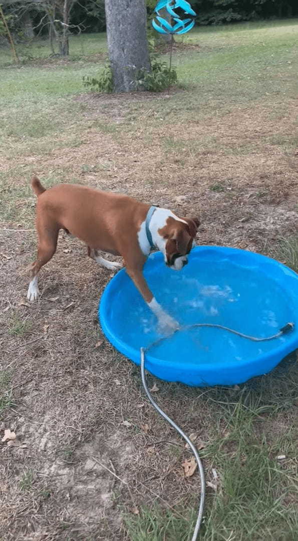 プールに水を貯めるホースが気になる犬。プールを右に左に移動するその姿を前に、じっとしていられない！！【アメリカ・動画】