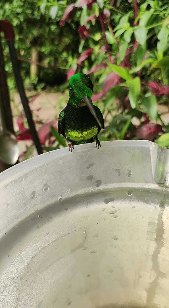 くちばしの2倍といわれるエンビテリハチドリの舌。水を飲むのに伸ばしたその舌は・・もしかして2股にも分かれているの？？