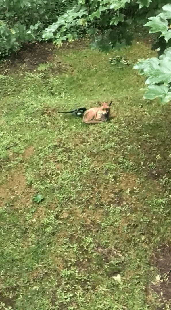 キツネにちょっかいを出すカササギ。キツネの死角からチョイっと突いては離れて・・。その動きはキツネをからかっているみたい【海外・動画】