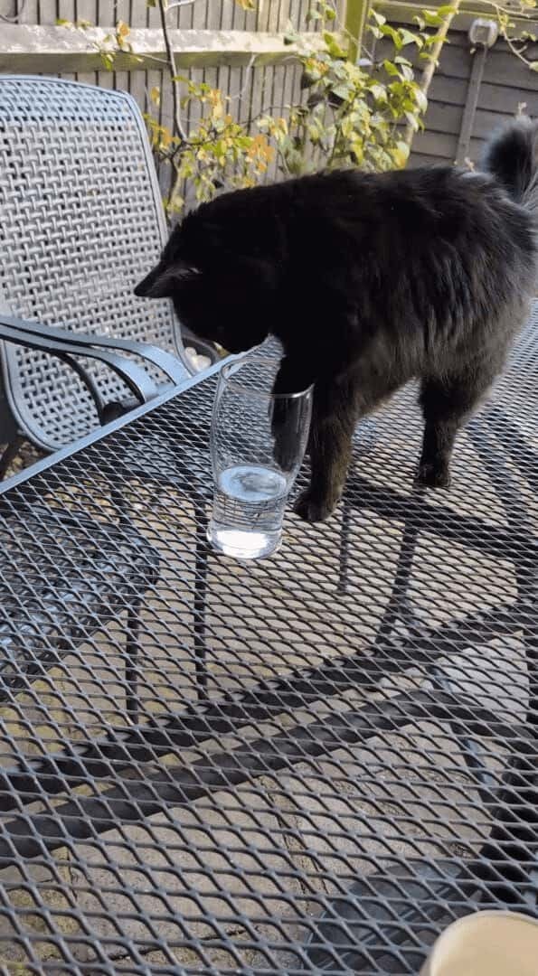 水が飲みたいネコ。グラスにおててを伸ばしても飲めないと気が付き取った手段に驚き！【海外・動画】