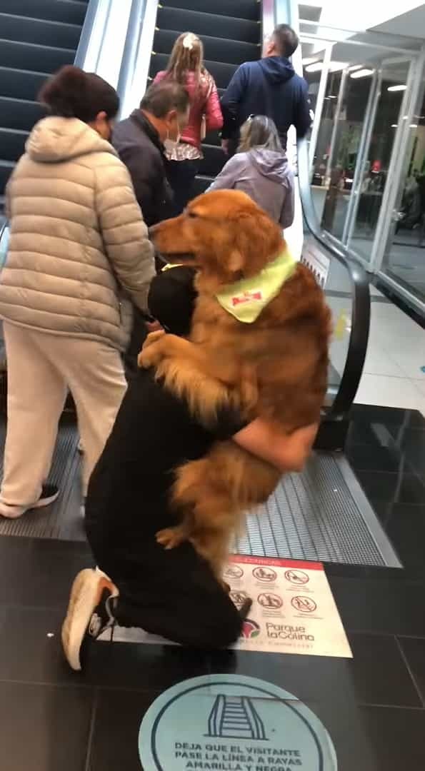 エスカレーターで移動するゴールデンレトリバー。飼い主さんにギュッと抱きついて乗るその姿は甘えているみたい！【海外・動画】