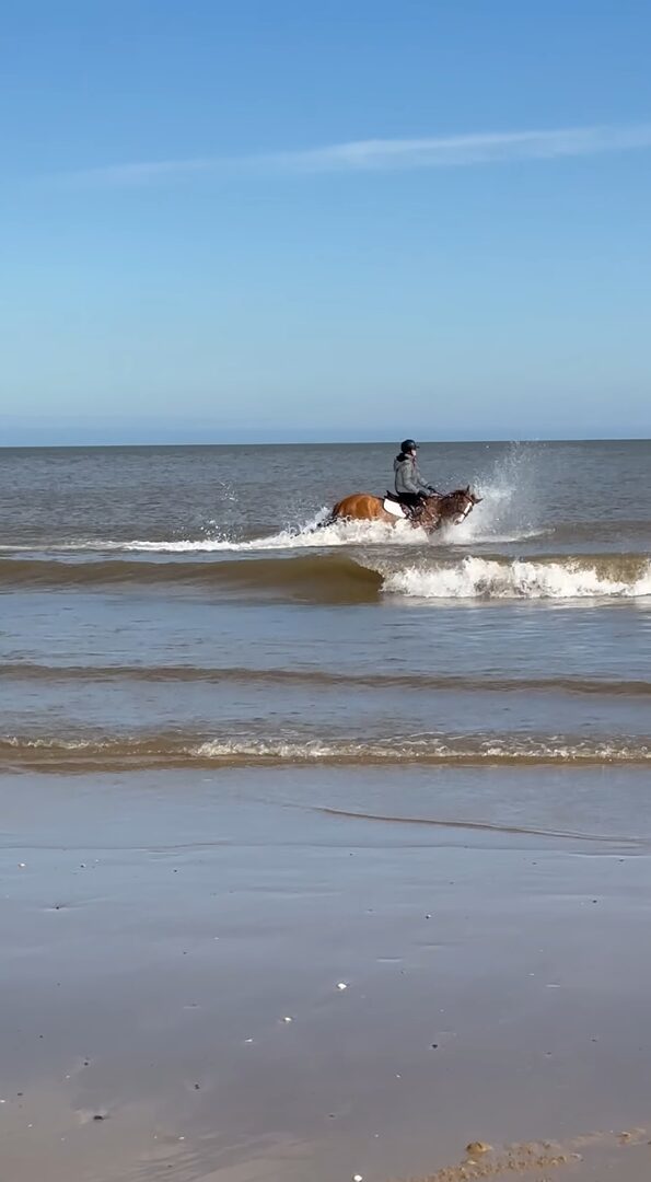 海に向かってバシャバシャ！ビーチを走る馬が迫る波の中を進む！駆け進む！！【海外・動画】