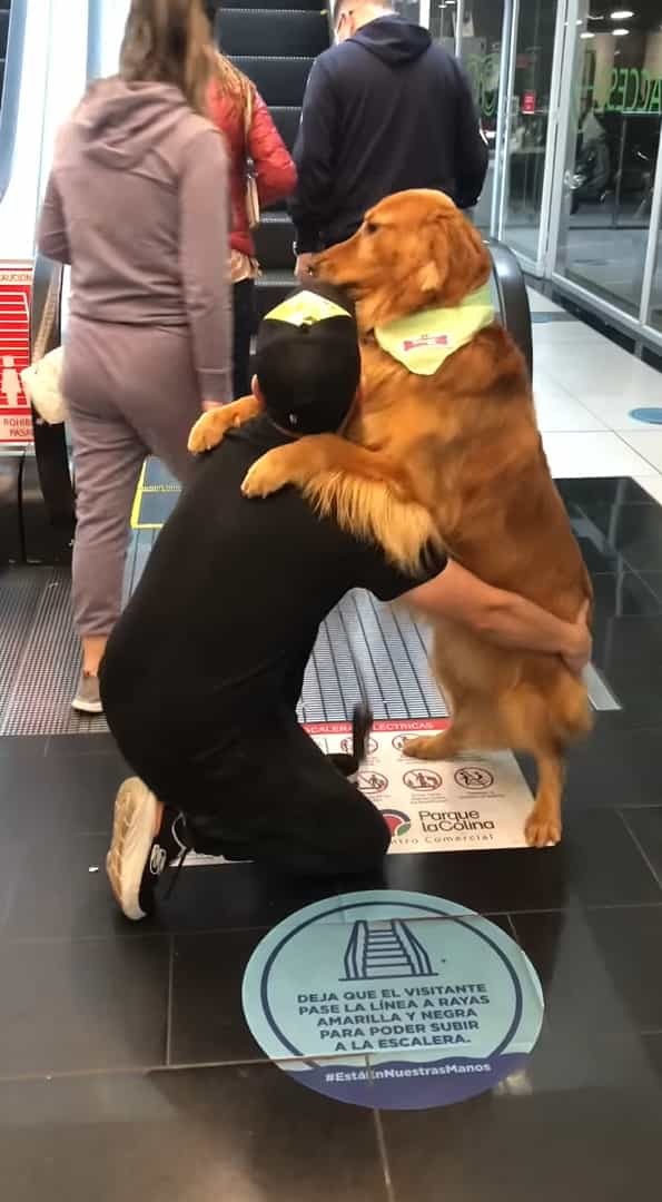 エスカレーターで移動するゴールデンレトリバー。飼い主さんにギュッと抱きついて乗るその姿は甘えているみたい！【海外・動画】