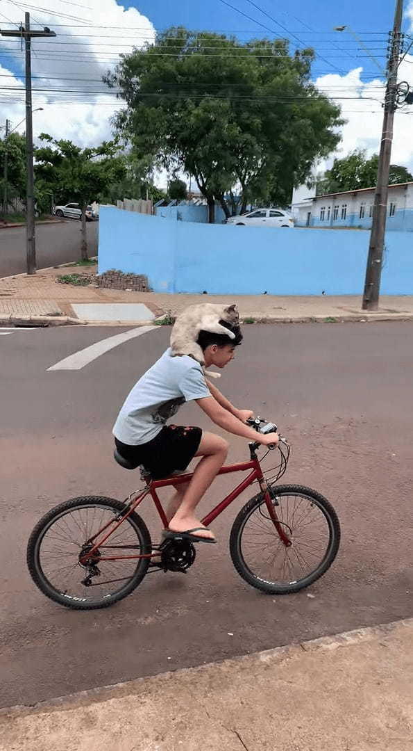 自転車を走らせる男性。白いヘルメットを被っているようにも見えますが・・・