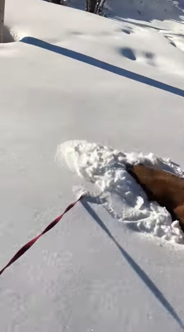 雪にテンションが上がったゴールデンレトリバー、散歩中にあった新雪に潜って進む！進む！！