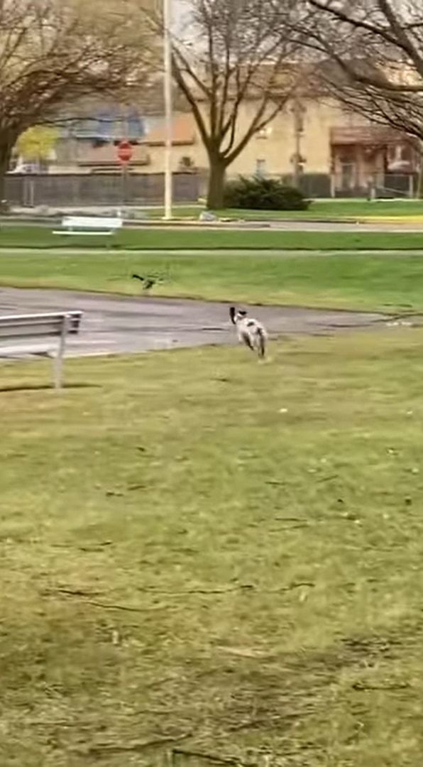 公園でカモがいるのを見つけた犬。一緒に遊ぼうとばかりにダッシュで駆け寄りますが、途中に水たまりがあったため・・・