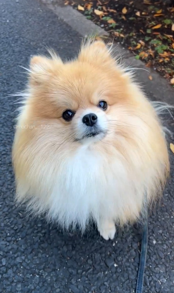 飼い主さんの言葉にキョトン。飼い主さんに「お家帰ろっか」と言われた時のポメラニアンのリアクションがかわいすぎる！！