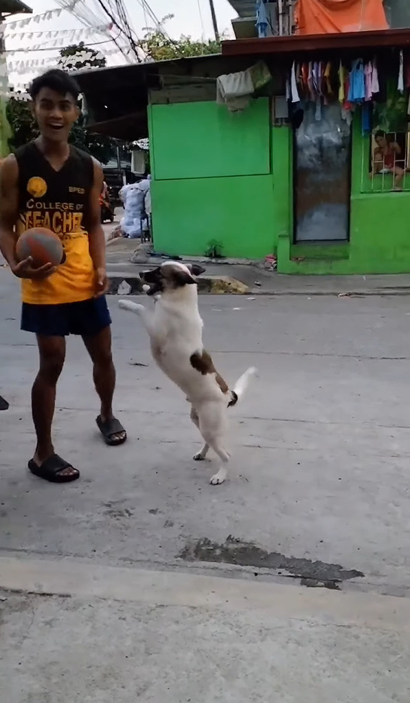 偶然？覚えた？飼い主さんがバスケットボールでドリブルをするのを見ていた愛犬。ボールを高く弾ませてもらうと・・なんとビックリ！！【動画】