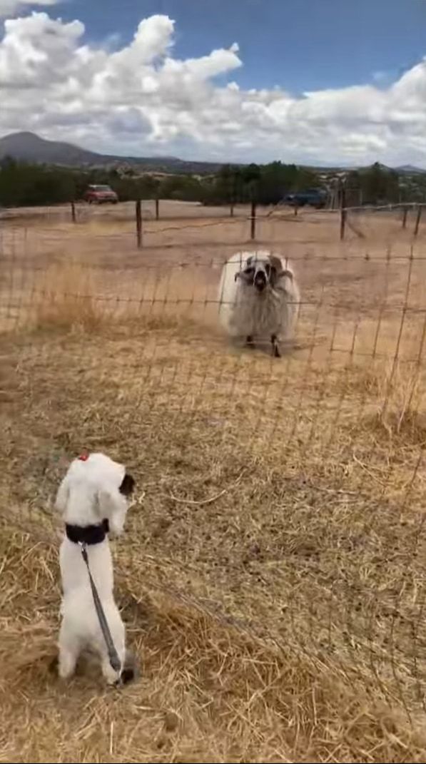 白いモフモフ同士で仲間だと思った？フェンス際ではしゃぐ小柄な犬に、どっしりとしたヒツジが挨拶しにやってきました！