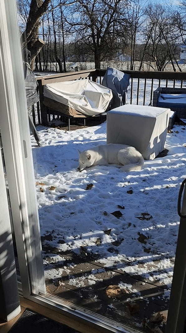 雪が降った後の庭にうずくまるハスキー犬。これでも雪を楽しんでいるようですよ？【アメリカ・動画】