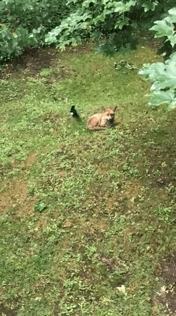 キツネにちょっかいを出すカササギ。キツネの死角からチョイっと突いては離れて・・。その動きはキツネをからかっているみたい【海外・動画】