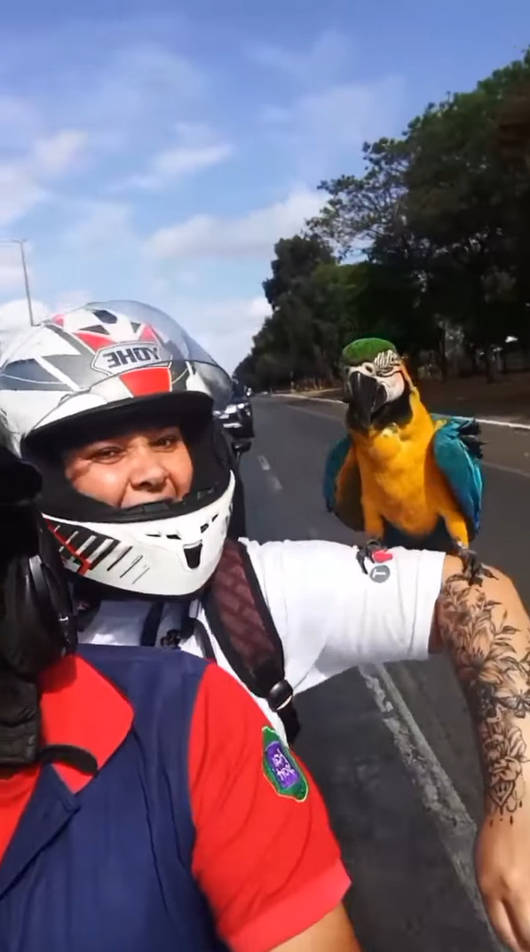 夫婦で仲良くバイクで出勤していたら、コンゴウインコがそばに寄ってきた！この子も一緒にバイクで風を切りたくなったのでしょうか