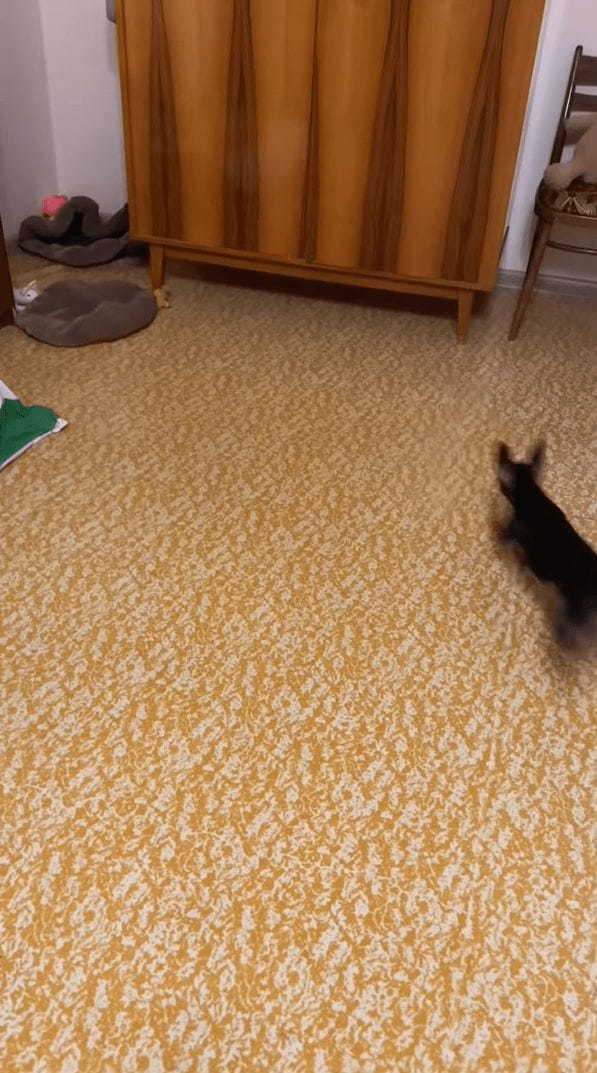 飼い主さんの投げたオモチャを取りに行った犬。ところがオモチャは戸棚の下に行ってしまい・・・、その時見せた犬の姿がユーモラス！！