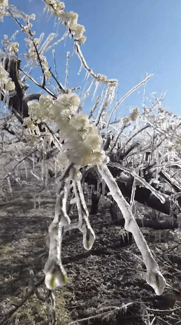 世にも珍しい、凍った満開の花！リンゴやプラムの花が満開に咲き誇っているのに・・・、全て凍っているのです！！花にはツララもできています