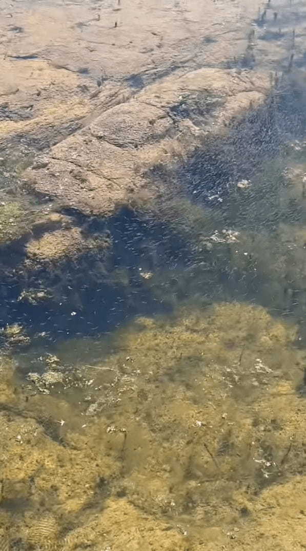 メダカの学校は川の中。アリゾナ州のオオグチバスの学校はウィロー湖の中！とはいえ、その稚魚の数がハンパありません！！