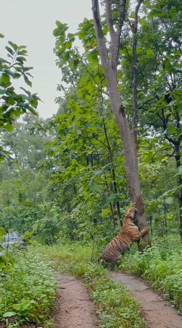 マーキング？それとも爪研ぎ中？道の脇にある巨木に、なんと『巨大な虎』が抱きついていたのです！！