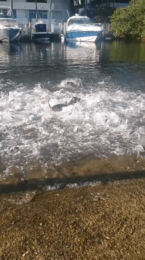 ビックリ！暑いからと水に入った犬！そこには魚の群れがいたようで【テンション爆上がり】