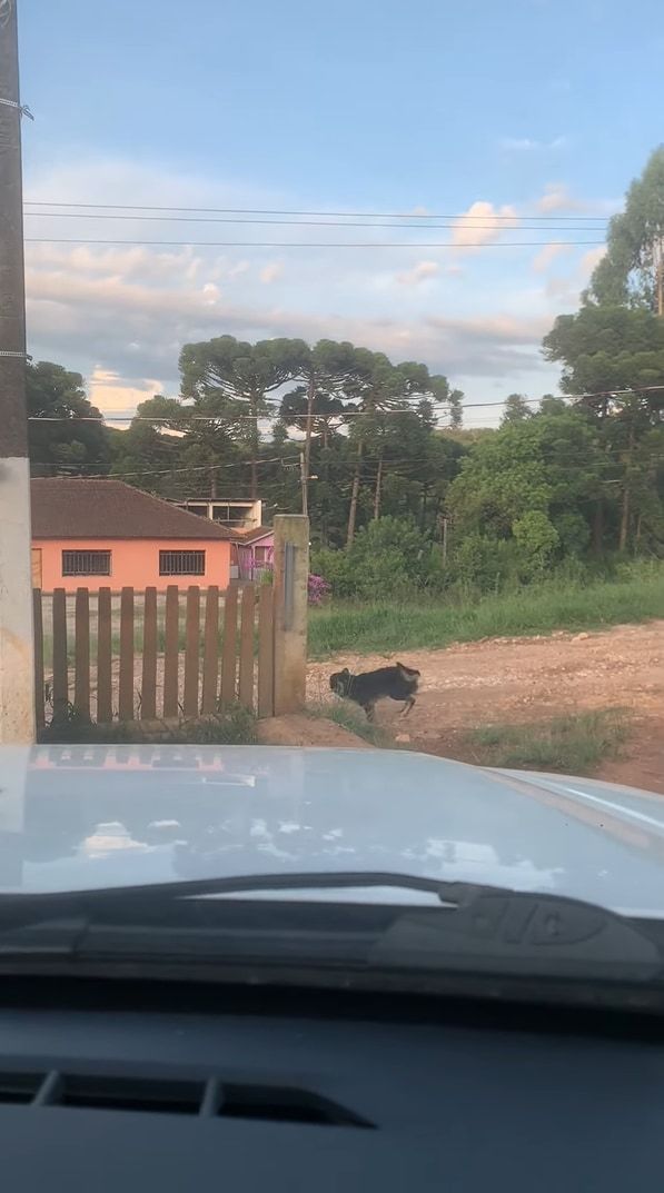 この子たち流のお見送り？飼い主さんが車を出す際にクルクル回る愛犬たち