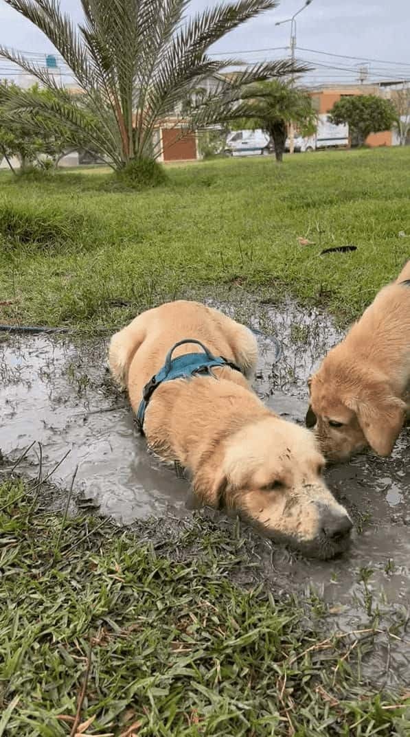 jpeg水たまりを見つけた子犬は大はしゃぎ！！泥の中に入ってバシャバシャ！水たまりをホリホリ！！そんな風に遊んでいた結果・・【海外・動画】