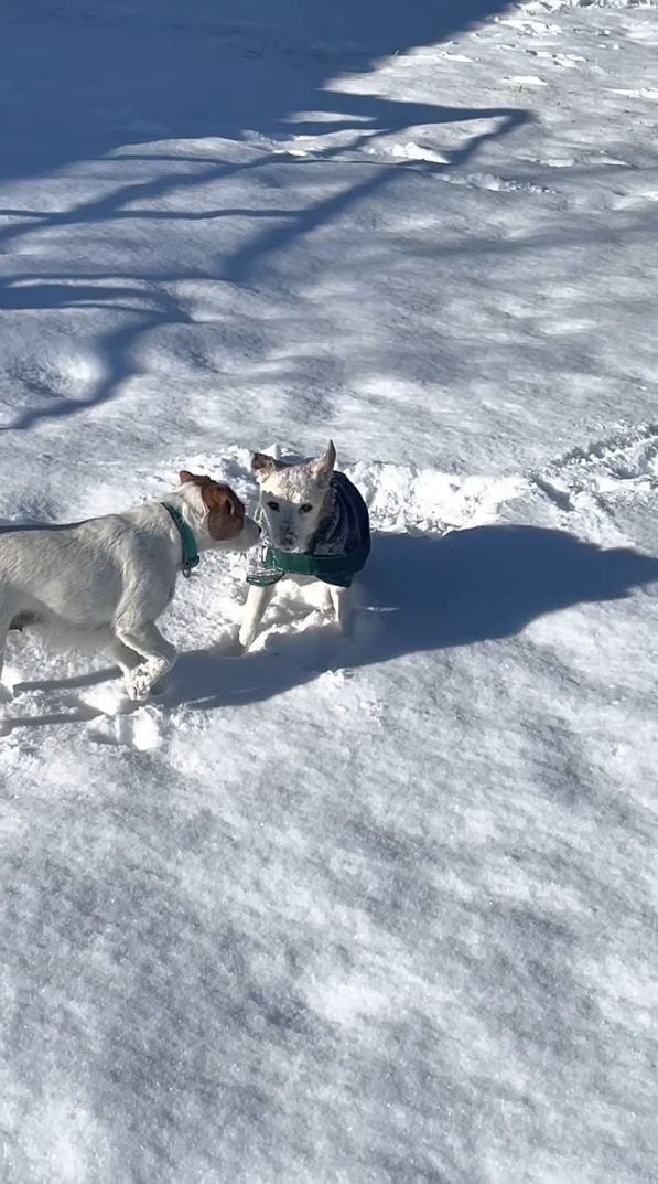 飼い主さんの元へ向かおうと雪の上を走っていたジャックラッセルテリア。ところが雪に浮かれた子犬にとんでもない方法で邪魔されてしまいました！