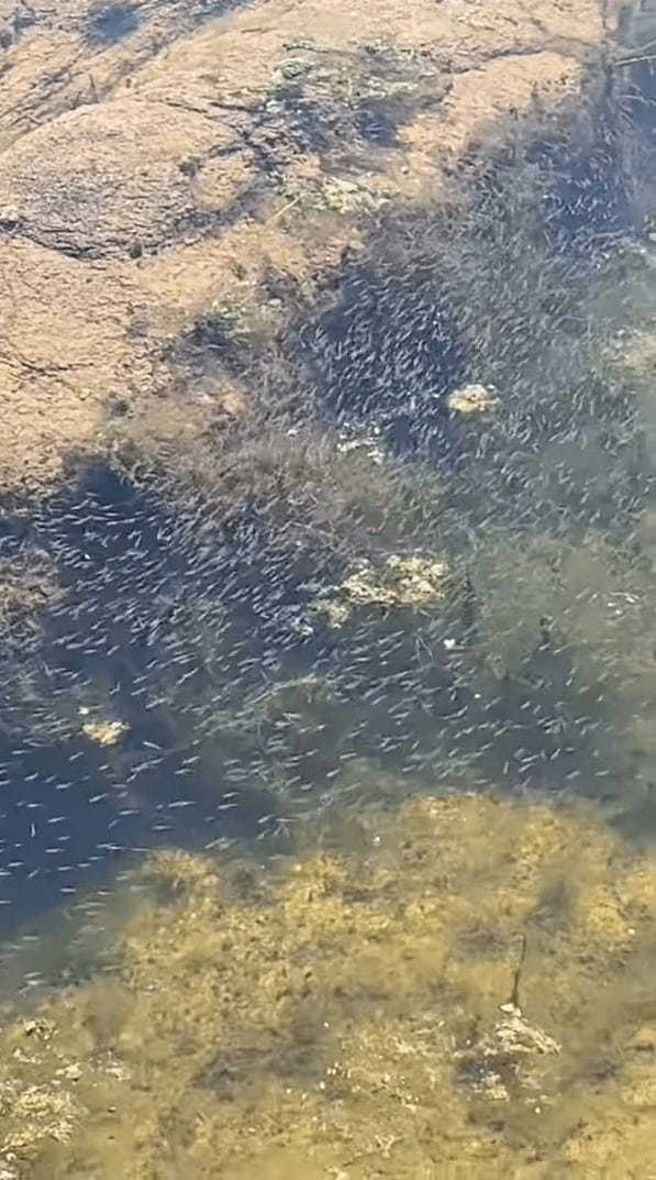 メダカの学校は川の中。アリゾナ州のオオグチバスの学校はウィロー湖の中！とはいえ、その稚魚の数がハンパありません！！