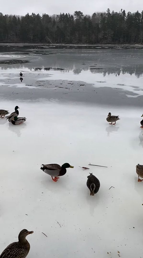 湖に鴨が着水・・・と思いきや。スケート場のようにすっかり凍っていたので、鴨はカーリングのストーンのようにスーーっと滑っていきました