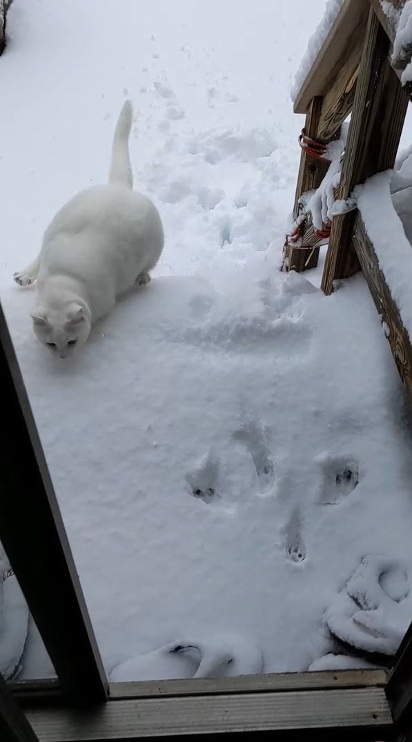 雪へ飛び込むのが初挑戦の猫。お家の外へと飛び出し庭へと駆け出るも・・・、寒すぎて外にいるのは無理だったようです