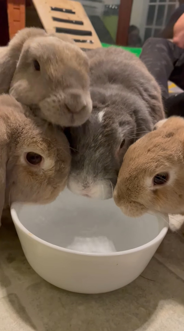 ウサギがみんなで水飲みタイム！ひとつのボウルを囲んで、4羽のウサギたちが仲良くお水を飲んでいます【海外・動画】