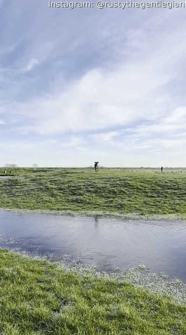 原っぱを元気に駆ける愛犬。水たまりの上も走って渡るのかと思いきや・・、この子もびっくりするハプニングが！！