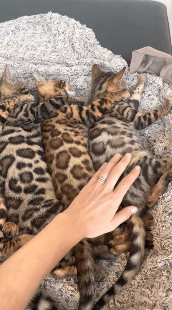 なかよく寝ているベンガルキャットの子猫たち。5匹が並んで寝ている姿が天使のようなかわいさ！！【海外・動画】