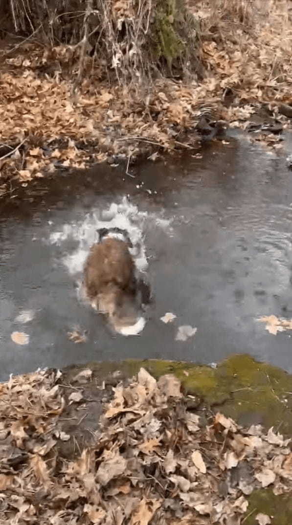 水の中にポチャンと投げたのは小石のはずなのに・・、拾いに向かった愛犬がくわえ上げたのは随分な大物ですよ？！？！【アメリカ・動画】