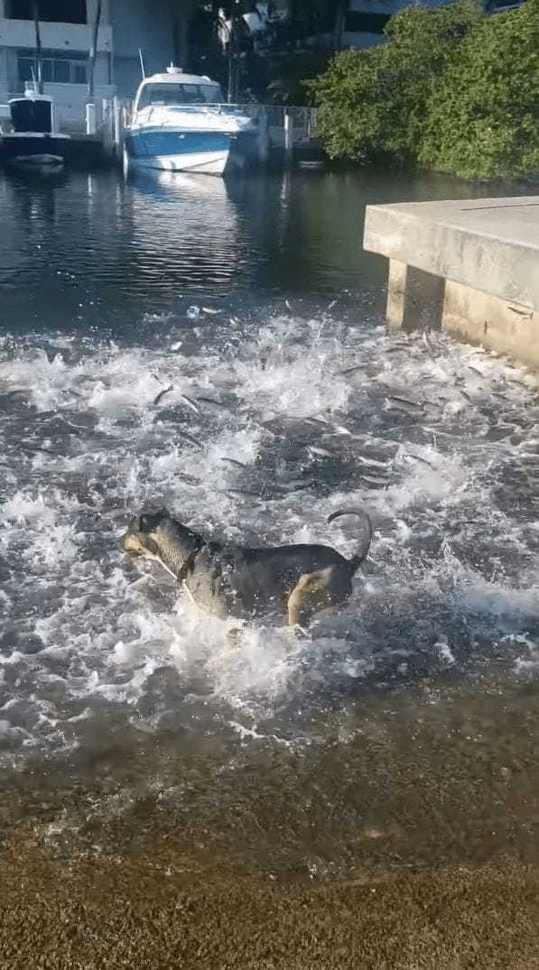 ビックリ！暑いからと水に入った犬！そこには魚の群れがいたようで【テンション爆上がり】